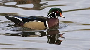 Images Dated 28th July 2010: A Wood Duck drake (Aix sponsa)