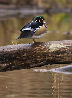 Balance Gallery: Wood duck, George C. Reifel Migratory Bird