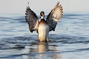 Wood Gallery: Wood duck male flapping wings in wetland, Marion