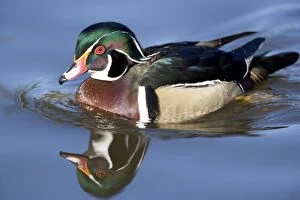 Images Dated 25th January 2007: Wood Duck - male - Range: Eastern half of the US and southern Canada