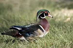 Images Dated 14th January 2007: Wood Duck - male - Range: Eastern half of the US and southern Canada