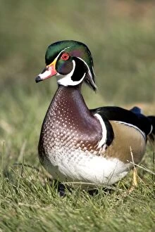 Images Dated 14th January 2007: Wood Duck - male - Range: Eastern half of the US and southern Canada