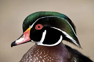 Images Dated 14th January 2007: Wood Duck - male Range: North America