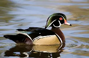Wood Duck - male Range: North America