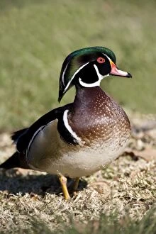 Images Dated 14th January 2007: Wood Duck - male Range: North America