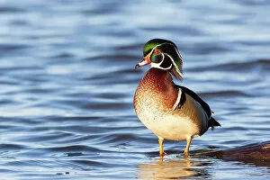 Wood Gallery: Wood duck male in wetland, Marion County, Illinois