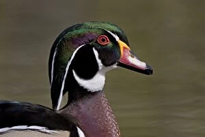 Images Dated 13th April 2008: Wood Duck - portrait showing head detail and colours