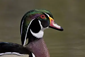 Avian Prints: Wood Duck - portrait showing head detail and colours - April - Rochester - England