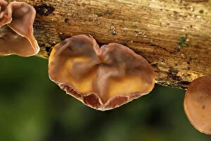 Wood Ear - Cornwall -UK