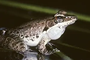 Wood Frog - calling - Australia