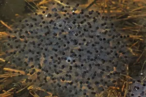 Wood Frog Egg Mass (Rana sylvatica) (Lithobates sylvaticus) - New York - USA - Ranges across much of northern US and Canada - Breeds in temporary vernal ponds in early spring - Males compete for mates by scramble competition