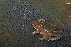 Wood Frog Pair in Amplexus (Rana sylvatica) (Lithobates sylvaticus) - Atop communal egg mass - New York - USA - Ranges across much of northern US and Canada - Breeds in temporary vernal ponds in early spring - Males compete for mates by