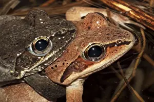 Amplexus Prints: Wood Frog Pair in Amplexus (Rana sylvatica) (Lithobates sylvaticus)