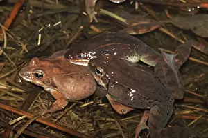 Wood Frogs males (Rana sylvatica) (Lithobates sylvaticus) attempting to mate with a single female - Males compete for mates by scramble competition - New York - USA - Ranges across much of northern US