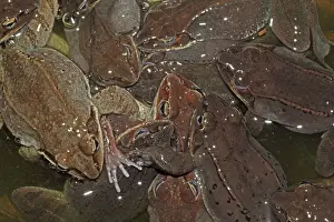 Wood Frogs males (Rana sylvatica) (Lithobates sylvaticus) attempting to mate with a single female - Males compete for mates by scramble competition - New York - USA - Ranges across much of northern US