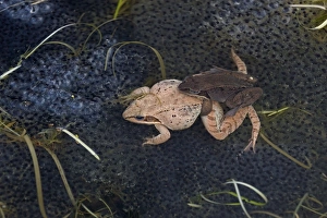 Images Dated 31st March 2006: Wood Frogs - pair in amplexus - New York - Widespread in Northeastern U.S