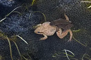 Amplexus Prints: Wood Frogs - pair in amplexus - New York - Widespread in Northeastern U