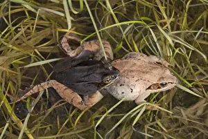 Amplexus Prints: Wood Frogs (Rana sylvatica) - pair in amplexus - New York - Widespread in Northeastern U