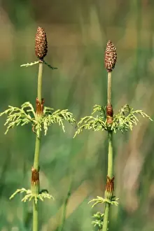 Horsetail Prints: Wood Horsetail Derbyshire, UK
