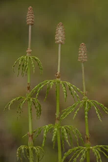 Images Dated 15th April 2019: Wood Horsetail, Equisetum sylvaticum, with cones on fertile fronds. Boreal woodland. Date: 15-Apr-19