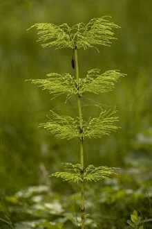 Images Dated 19th July 2006: Wood horsetail (Equisetum sylvaticum). Widespread in north UK