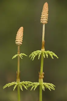 Wood horsetail (Equisetum sylvaticum) fertile fronds. Scotland