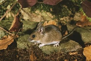 Bramble Gallery: Wood / Long tailed field MOUSE
