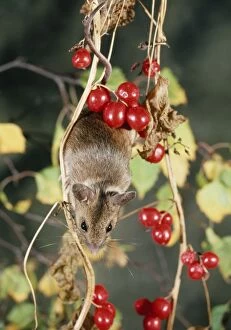 Wood / Long-tailed field MOUSE - climbing for berries