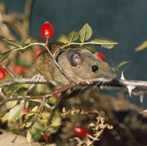 Images Dated 20th November 2007: Wood Mouse