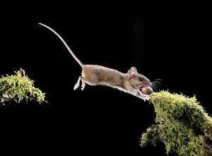 Jumping Prints: Wood Mouse BB 557 Jumping with hazelnut Apodemus sylvaticus © Brian Bevan / ARDEA LONDON