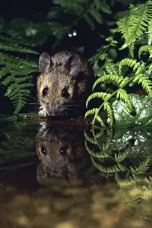 Wood Mouse - at edge of garden pond Lower Saxony, Germnay