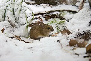 Wood mouse - emerging into frosty environment - side view