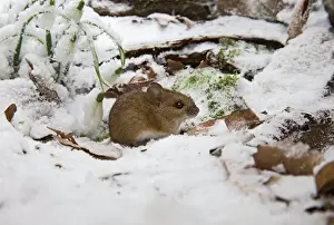 Mouse Prints: Wood mouse – emerging into frosty environment – side view Bedfordshire UK 003398