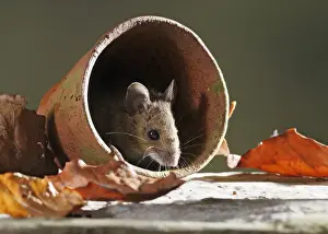 Wood Mouse - in flower pot