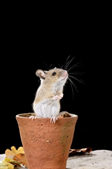 Images Dated 14th November 2008: Wood mouse - in flower pot Bedfordshire UK 006612