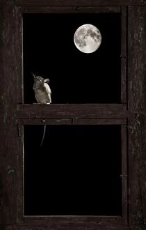 Wood mouse - in the frame of a window and the moon