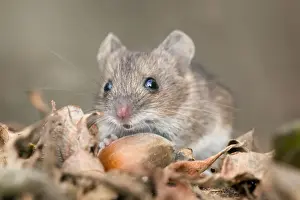 Mouse Prints: Wood Mouse - with hazelnut - UK