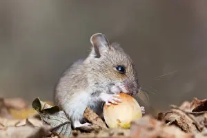 Wood Mouse - with hazelnut - UK