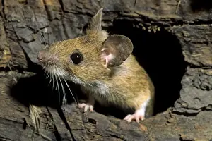 Trunks Prints: Wood Mouse - in hole in tree trunk