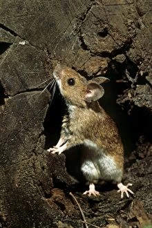 Images Dated 2nd April 2012: Wood Mouse - in hole in tree trunk