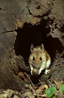 Wood mouse in hollow tree with hazelnut at night