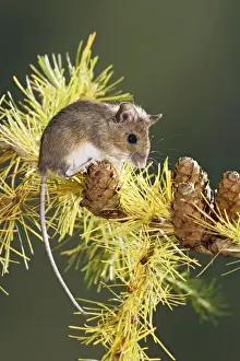 Wood mouse - on larch twig Bedfordshire UK 006577