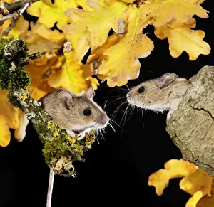Wood mouse - two by nest hole in tree Bedfordshire UK oo6606
