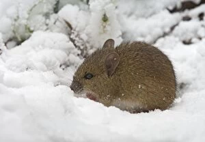 Wood mouse - searching for food in snow - side view