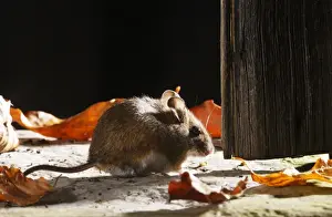 Wood mouse - by shed door Bedfordshire UK 006563