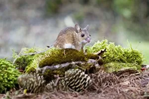 Images Dated 21st March 2009: Wood Mouse - Single juvenile on moss covered rock, Wiltshire, England, UK