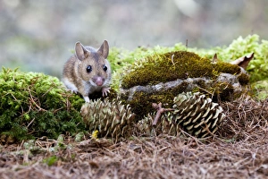 Images Dated 21st March 2009: Wood Mouse - Single juvenile on moss covered rock, Wiltshire, England, UK