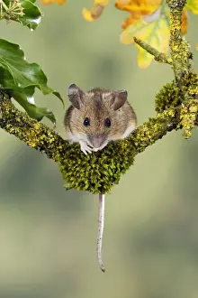 Wood mouse - front view Bedfordshire UK 006585