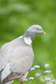Images Dated 26th April 2007: Wood Pigeon
