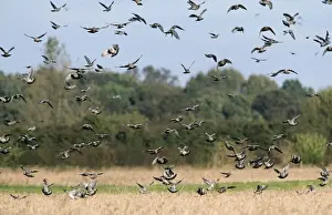 Wood Pigeon